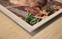 ADELARD LA PORKSTAR Wood print