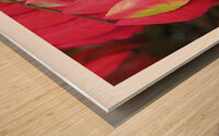 UN ARBRE TIMIDE  Wood print