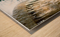 Palmetto Glory Wood print