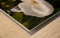 Calla Lily Purity Wood print