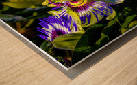 Passion Flower Passiflora  Wood print