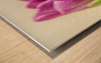 Pink Tulip Flower With Waterdroplets Wood print