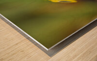 Open Yellow IIDaffodile with Morning Dew II Wood print