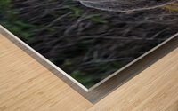 One Huge Momma  Wood print