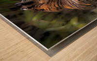 Siesta Wood print