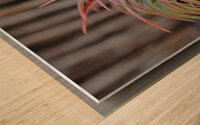 Blooming Tillandsia Wood print